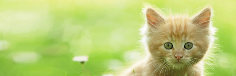 HTML5 Placeholder Polyfill