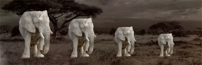 Quick Image Transform